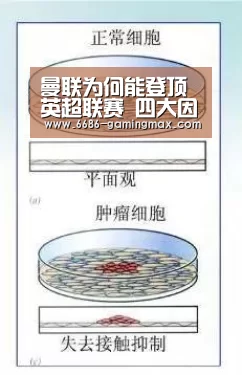 曼联为何能登顶英超联赛 四大因素剖析曼联逆袭之路-6686体育赛事直播(图1) 6686电竞赛事